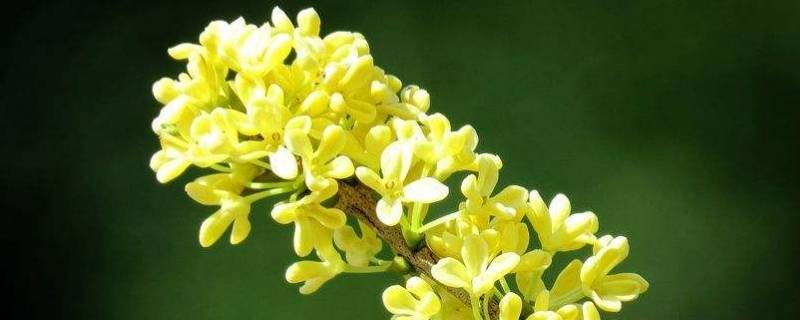 所有桂花都可以吃吗（任何桂花都可以吃吗）