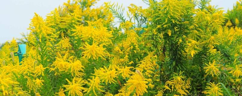 加拿大黄花是怎么回事 加拿大黄花有毒吗