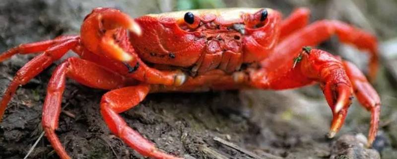 公蟹母蟹几月份吃 公蟹母蟹什么季节吃