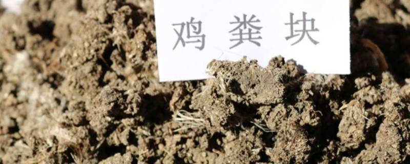 生鸡粪冬天放在地里能使用吗（干鸡粪在地里怎样使用）