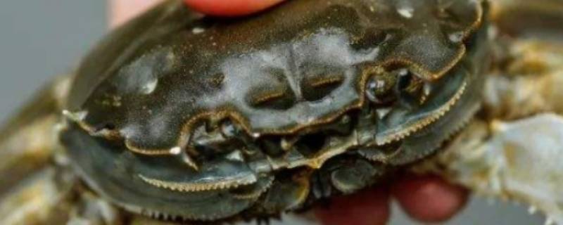 螃蟹没蒸熟是什么样子（螃蟹蒸没蒸熟怎么看）