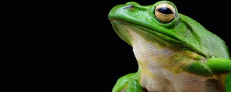 雌蛙和雄蛙都能鸣叫吗（雌蛙可以鸣叫吗）