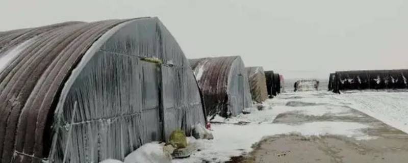 下雪大棚棉被是放下还是卷起来（大棚棉被防雨雪的方法）