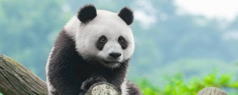 熊猫是什么科 熊猫是什么科动物还是猫科动物