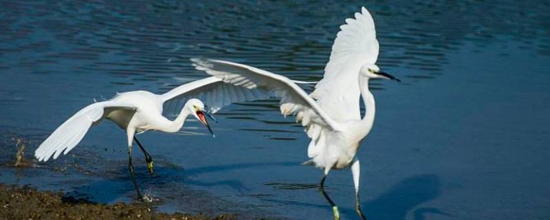 白鹭的体型有多大 白鹭的体型有多大?