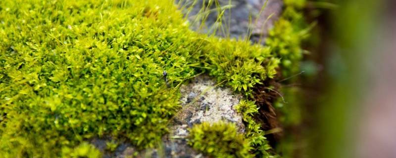 水泥地上的青苔怎么处理（水泥地上面的青苔怎么去除）