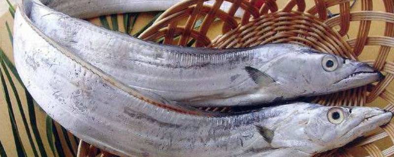 生带鱼怎么处理 带鱼 怎么处理