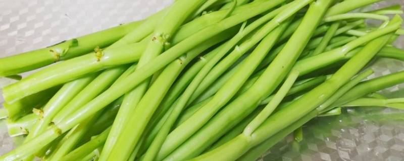 通菜又叫什么菜 通菜还叫什么菜
