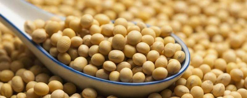 哪种元素对大豆有特殊作用 哪种元素对大豆有特殊作用蚂蚁庄园
