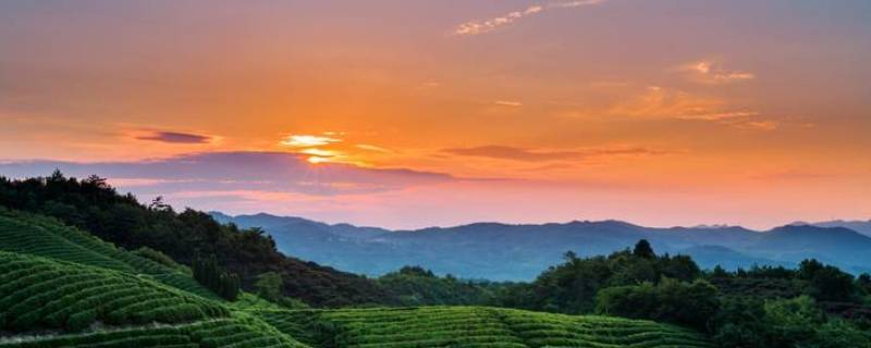 云南六大茶山（云南六大茶山茶业有限公司产品）