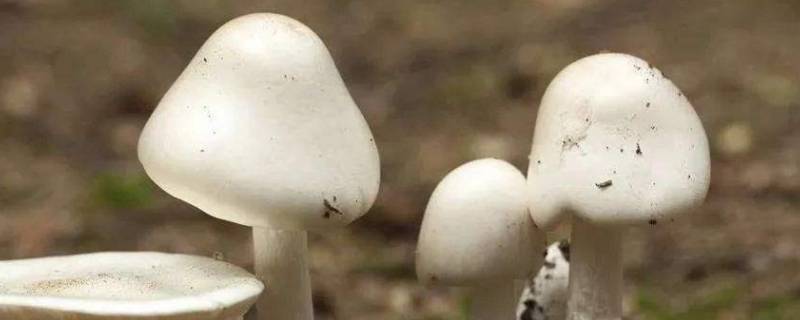 蘑菇怎么清洗（蘑菇怎么清洗比较干净）