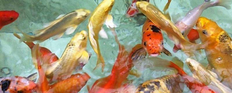 鱼在真空袋能保存多久 鱼放在真空袋里还活