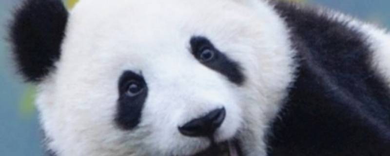 大熊猫是几级保护动物（大熊猫是几级保护动物的作文）