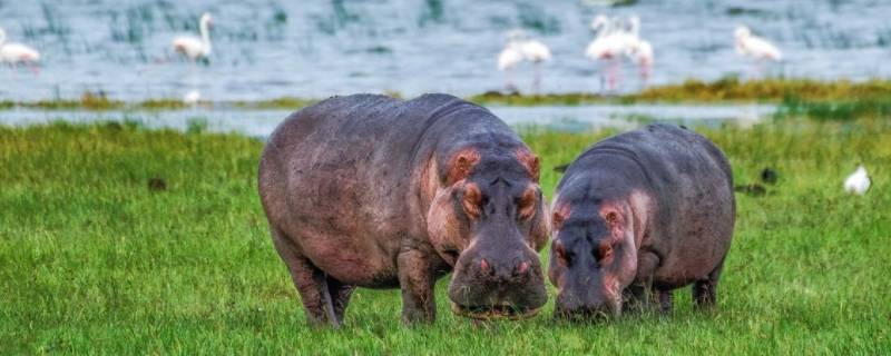 河马是什么颜色的（河马是什么颜色的用英语怎么说）