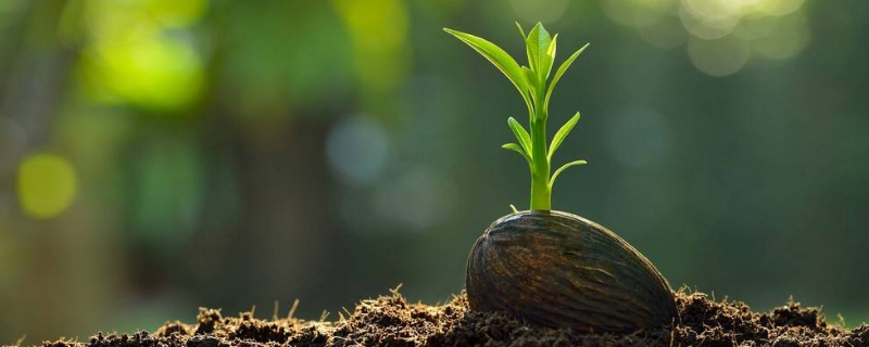 种子内部贮存的营养成分有什么（营养物质贮存在种子的）