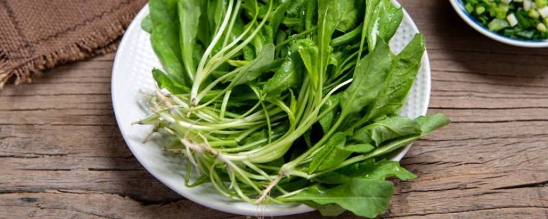 常吃的野菜都有什么品种（常吃的野菜都有什么品种及图片）