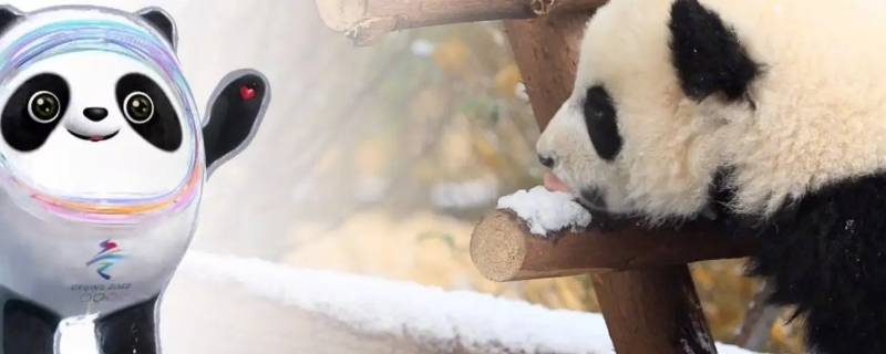 冰墩墩是公的还是母的（冰墩墩是什么样子的）