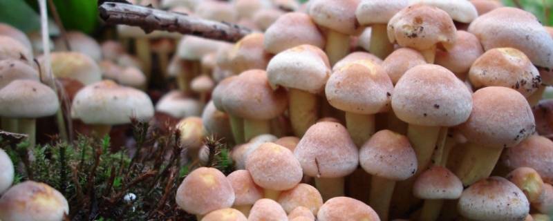 蘑菇冬天的储存方法（蘑菇冬天常温下可以保存几天）