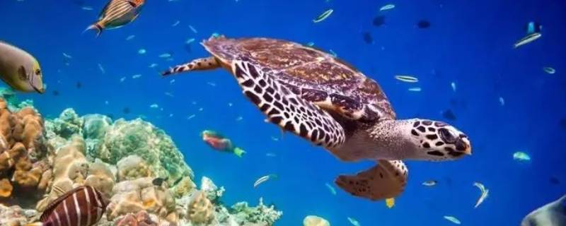 海龟属于爬行动物还是两栖动物 海龟是爬行还是两栖