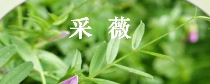 六年级下册采薇写文章咋写（六年级下册语文采薇）