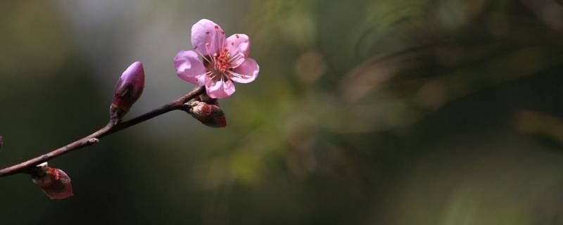 桃李平分春一半上一句（春风与桃李下一句）