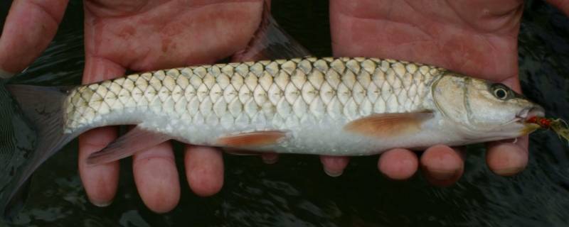 军鱼多大开始繁殖（军鱼几月份产卵）