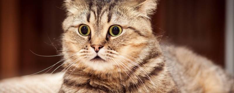 武汉哪个公园有猫可以领养的（武汉在哪领养猫）