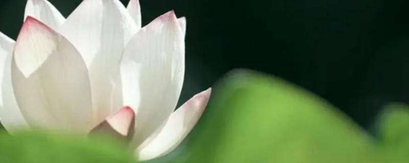 因果何曾饶过谁上一句是什么（因果何曾饶过谁）