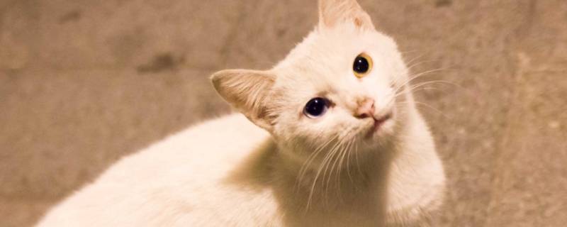 重庆流浪猫收容中心在哪里 重庆流浪猫收容中心电话