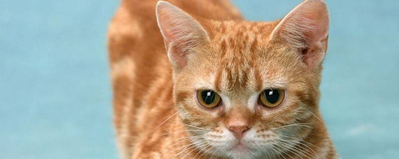 虚伪的猫怎么写结尾（虚伪的猫短文）