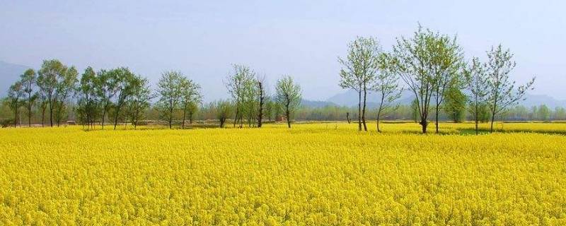 下雨啦油菜花要说什么（下雨天油菜花会怎样说）