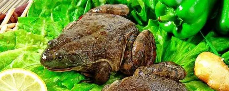 牛蛙有一股尿骚的味道（牛蛙有一股尿骚的味道怎么回事）