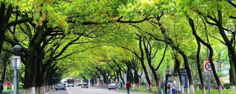 靖江路边开花的树木名字 靖江市花是什么花