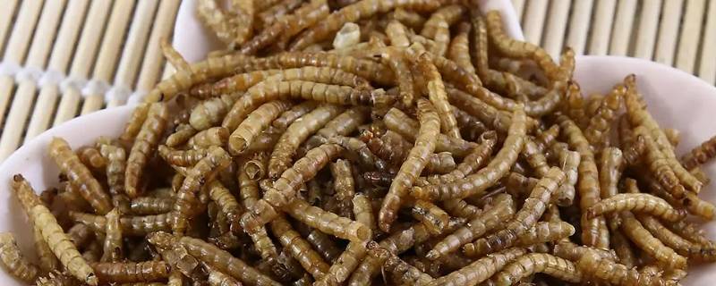 面包虫干4000ml多重 一斤面包虫干等于多少毫升