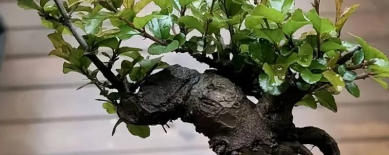 雀梅生桩夏天套袋可以吗 雀梅生桩怎样过冬