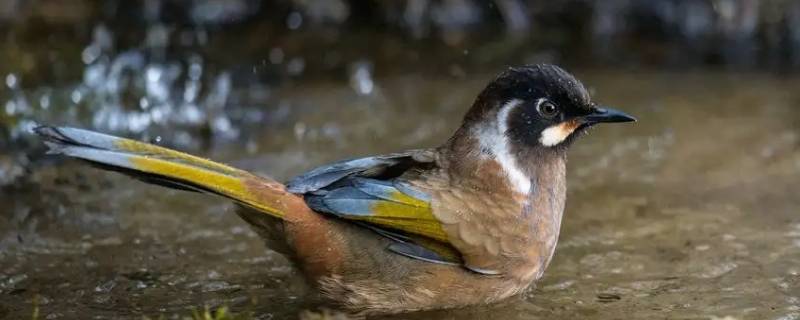 黑顶林莺贵不贵（黑顶林莺值钱吗）