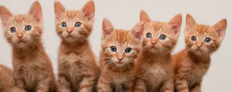 外边套圈套的猫咪咋样（怎么做猫圈套）