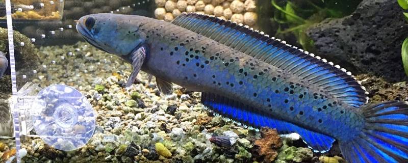 钴蓝雷龙为什么贵（钴蓝雷龙百度百科）