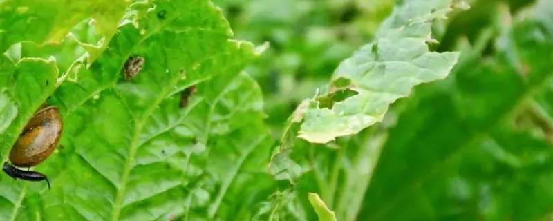 什么虫咬断菜叶（什么虫咬断菜叶子）