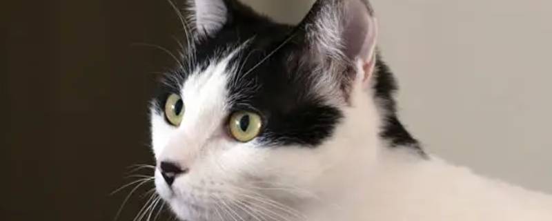 猫养在客厅里会在客厅生产吗（猫养房间还是客厅）