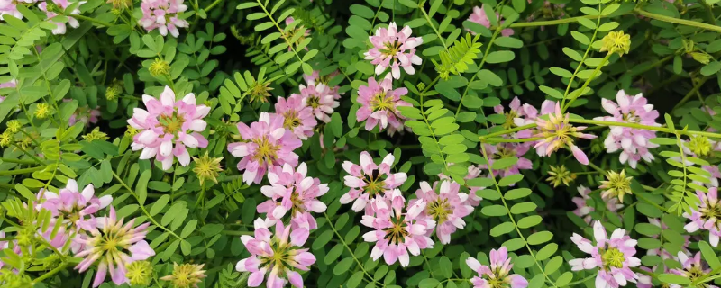 绣球小冠花的吃法（绣球花瓣可以吃吗）