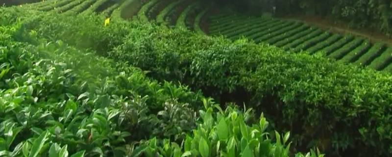 涪陵君子茶如何冲泡 君子茶多少钱一斤