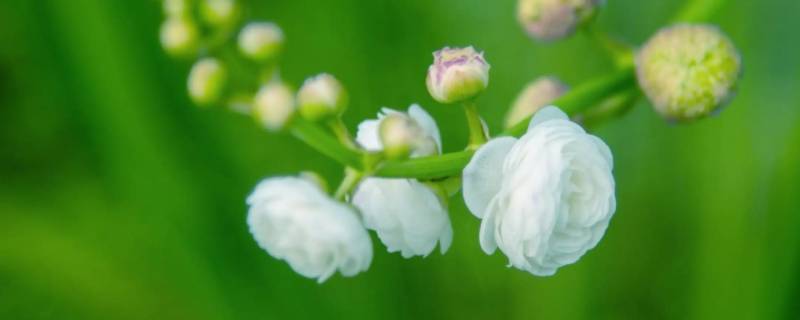 茨菇花打一动物 茨菇花花语