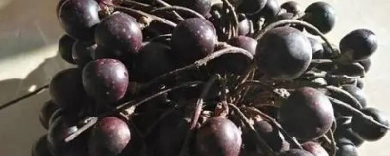 送胭脂果给亲人是什么意思（送胭脂果给亲人是什么意思啊）