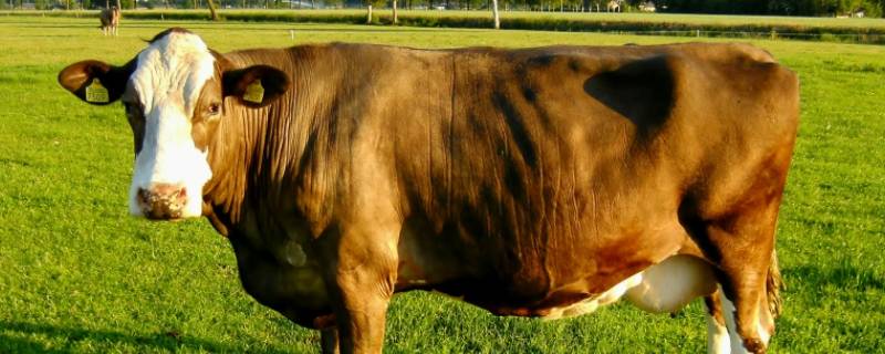 养四头母牛五年后有多少头 养四头母牛五年后有多少头牛