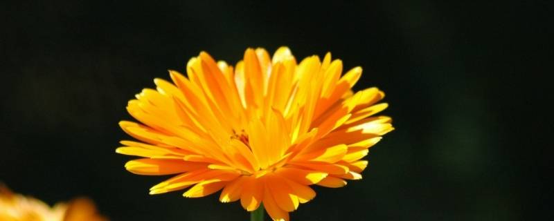 浪姐3小橙花什么意思