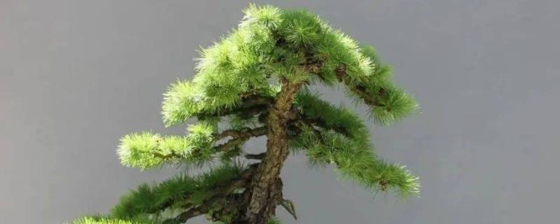 松树盆景铝线缠多久 松树盆景铝线缠多久换