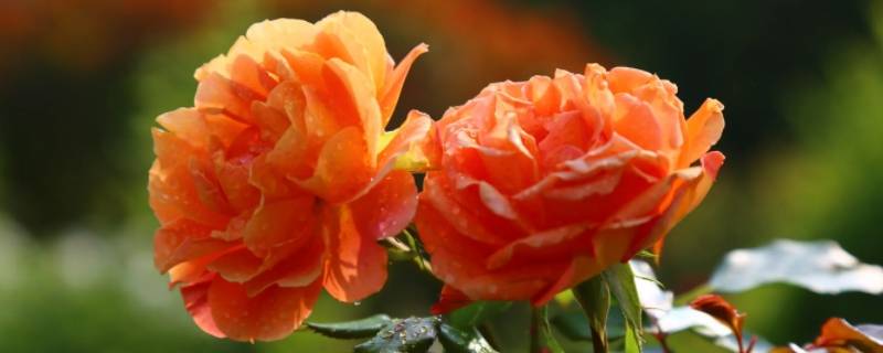 蜂蜜香水与蜂蜜焦糖月季的不同 蜂蜜香水与蜂蜜焦糖月季的不同之处