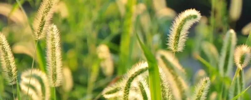狗尾巴草没有根能活吗（狗尾巴草没有根能活吗）