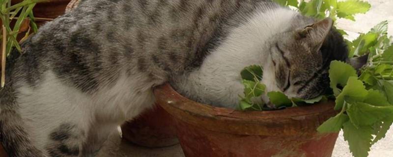 猫薄荷球舔完扔掉吗 猫薄荷球给猫舔多久